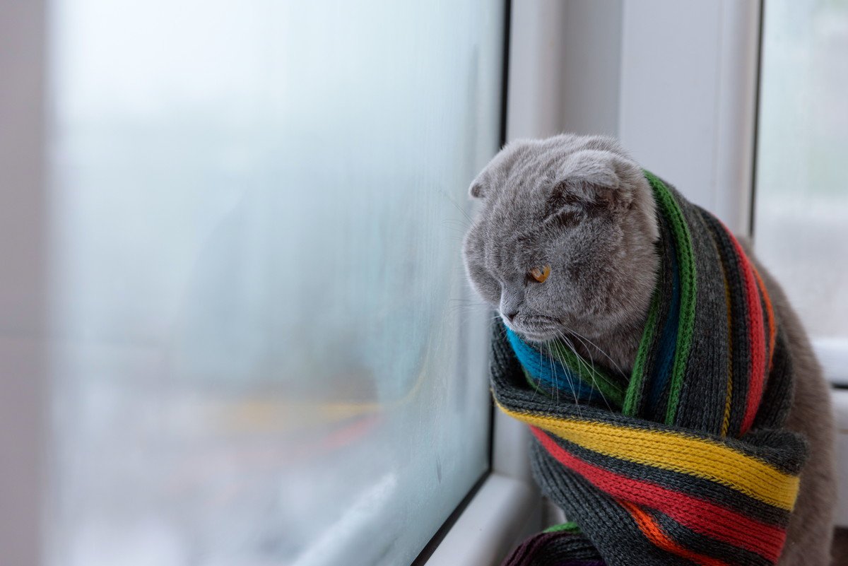 猫が『暖かくないな』と感じている時にする仕草5つ