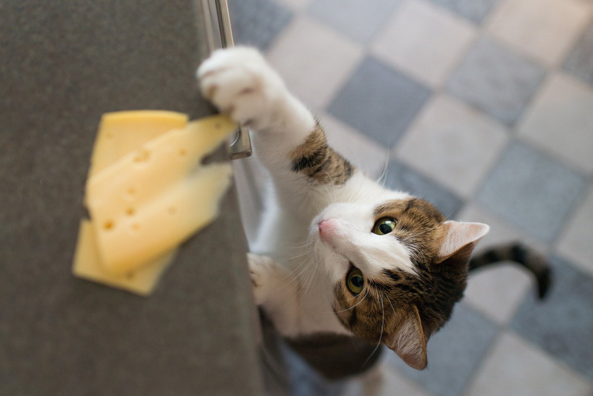 猫の『好きな食べ物』はなに？代表的な4つの食べ物と与える際の注意点
