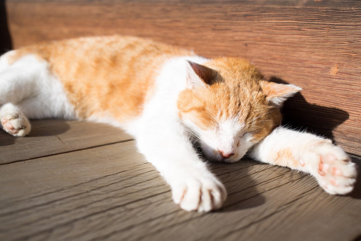 猫が『認知症』になったときの症状4つ　進行を遅らせるためにできることはある？
