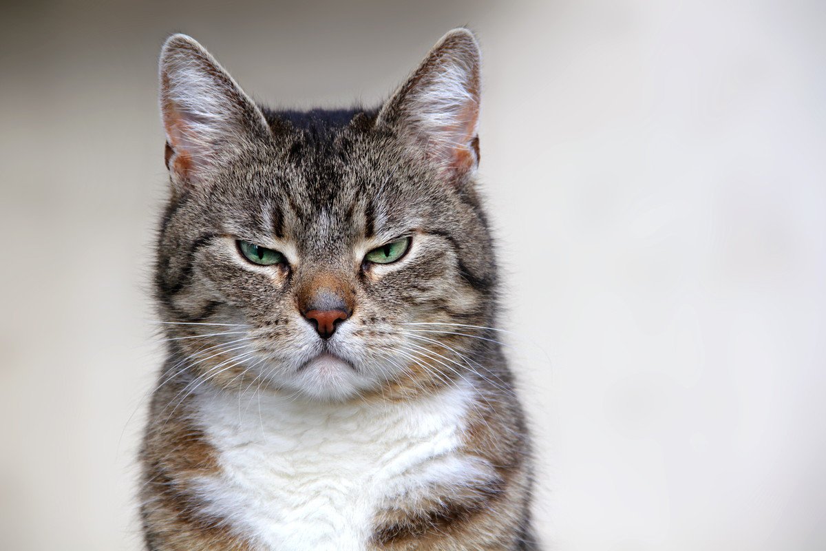 猫が『怒っている』時に絶対してはいけない4つの行為