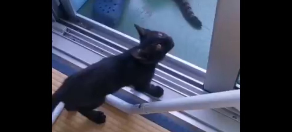 猿！？いや、スパイダー！？網戸を上るのが得意な黒猫さんが人気沸騰中！