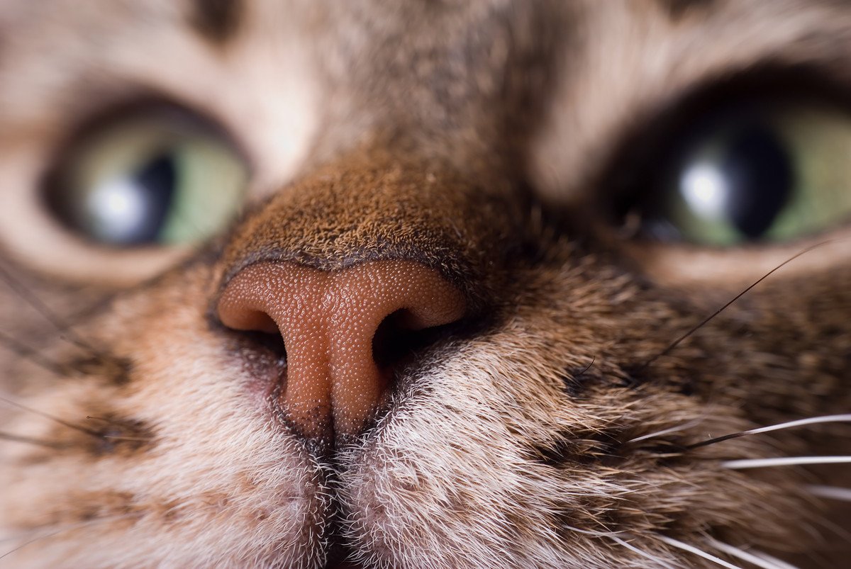 猫に「鼻くそ」ができたら病気？考えられる3つの原因とお手入れの方法