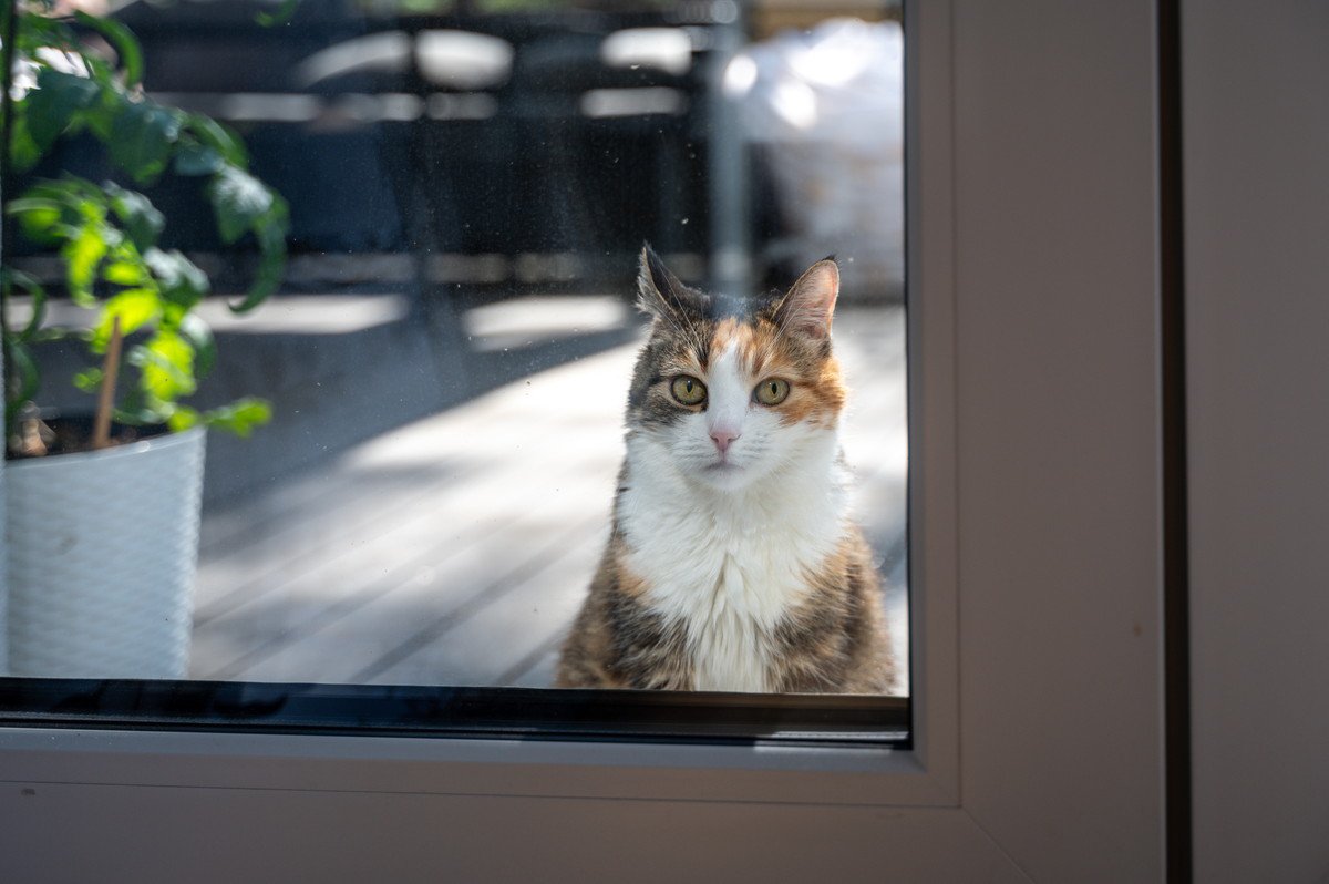 猫が『ずっと玄関にいる』のはなぜ？考えられる5つの理由　帰宅を待ってくれているの？