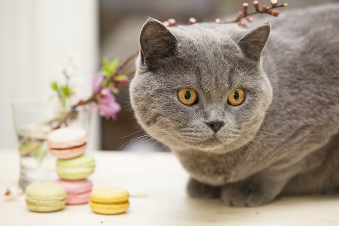 猫のスイーツおすすめ商品5選！贈り物にも喜ばれるかわいいお菓子！