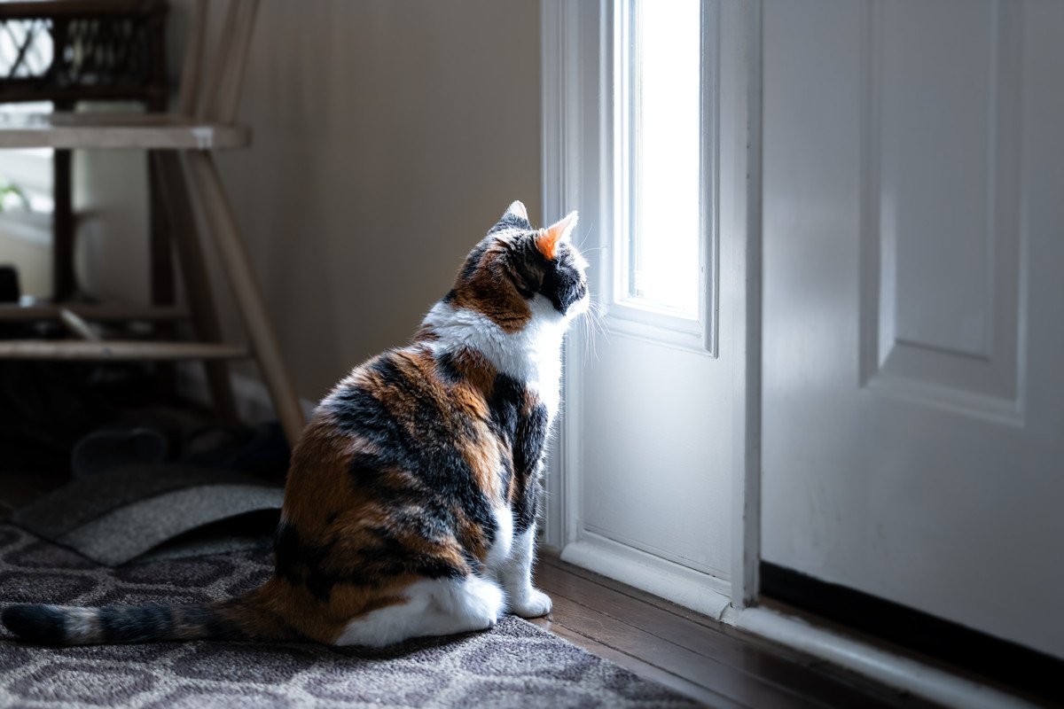 猫が『玄関』で待っている理由3つ！いつからそこで待機しているの？