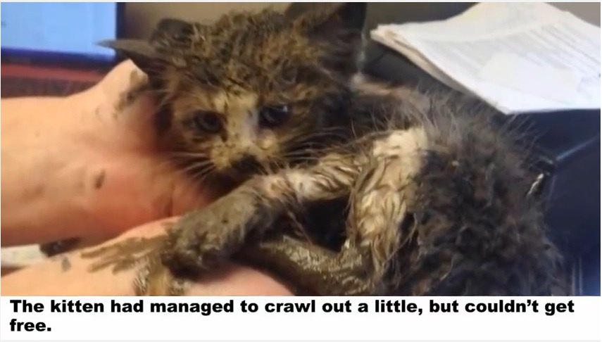 泥水の中で動けなくなっていた子猫の運命は？