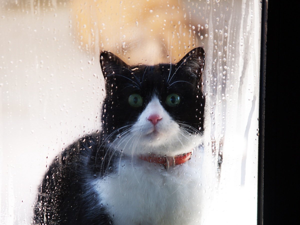 【梅雨】猫の湿気で『べたつく部位』3つ！理由と意外と知らないケア方法も