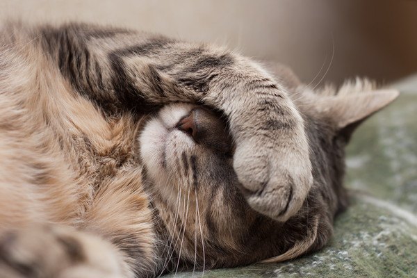 猫が顔を隠す仕草（ごめん寝）をする5つのサイン