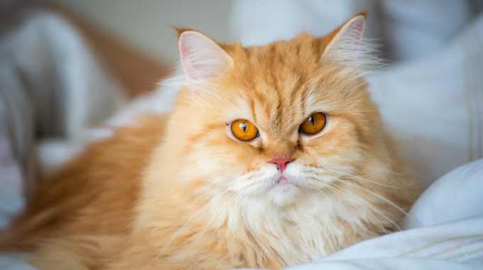 ふわふわで大人気な猫『長毛種』5選♡それぞれの性格や飼い方も解説！