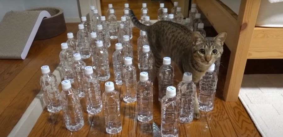 猫除けペットボトルで発覚した猫ちゃんの思わぬ特技！