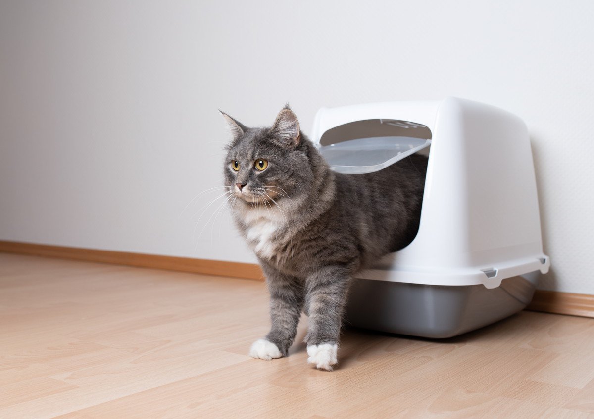 『猫トイレ』で健康管理をする方法は？オシッコの回数や量、トイレの滞在時間などチェック項目4つ