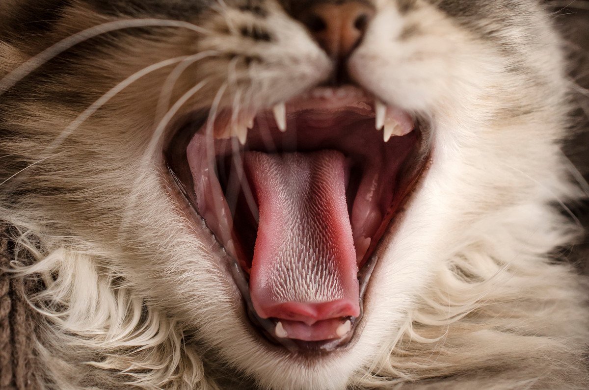 愛猫の『舌の異常』を示す4つの兆候　考えられる原因や病気を解説