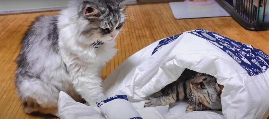 和風が好みなの？猫用布団に集まる猫さんたち！