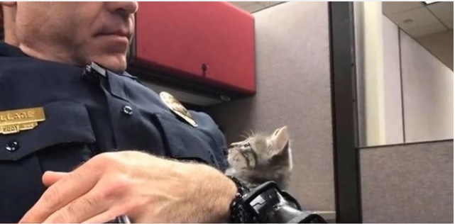 警察官がパトロール中に街灯の下で見つけた子猫
