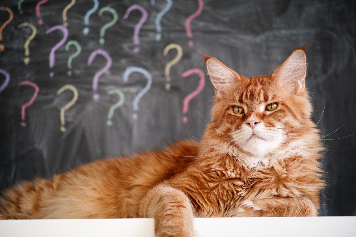 猫の『認知症』の原因3つ　今すぐ知っておくべき予防策