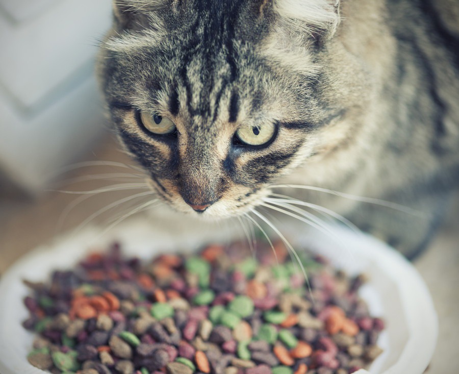 猫が餌を食べない理由とその対処法