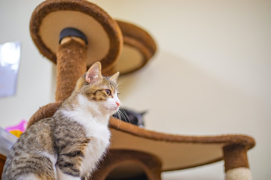 猫がキャットタワーを使わなくなった時に考えられる原因５つ