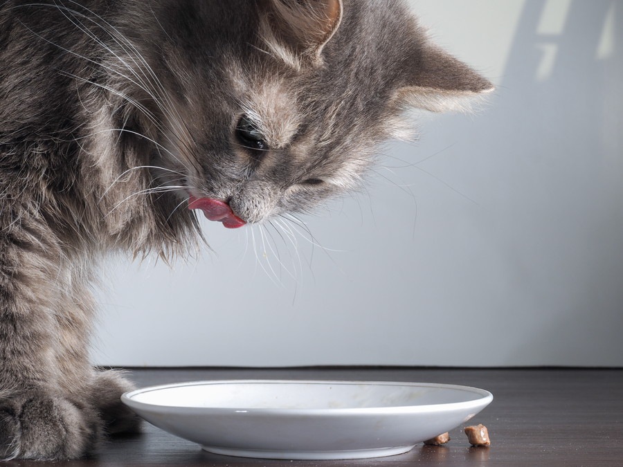 醤油を注ぐとネコが浮き出てくる「猫醤油皿」がかわいい
