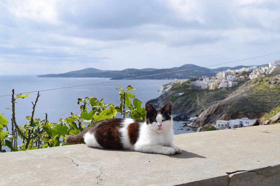 猫たちに囲まれた幸せな暮らしができる!!ギリシャで本当にあった求人