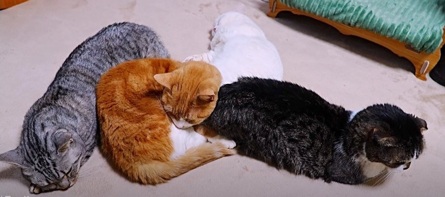 みんな一緒なら寒くない！密着して眠る猫ちゃんたちに癒やされる♡