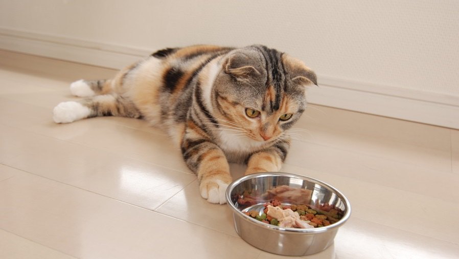 猫が急にご飯を食べなくなった…考えられる原因３つと対処法