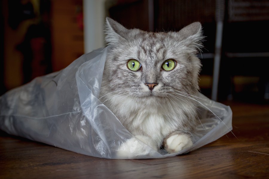 猫が紙袋やビニール袋で遊ぶ時の注意点4つ
