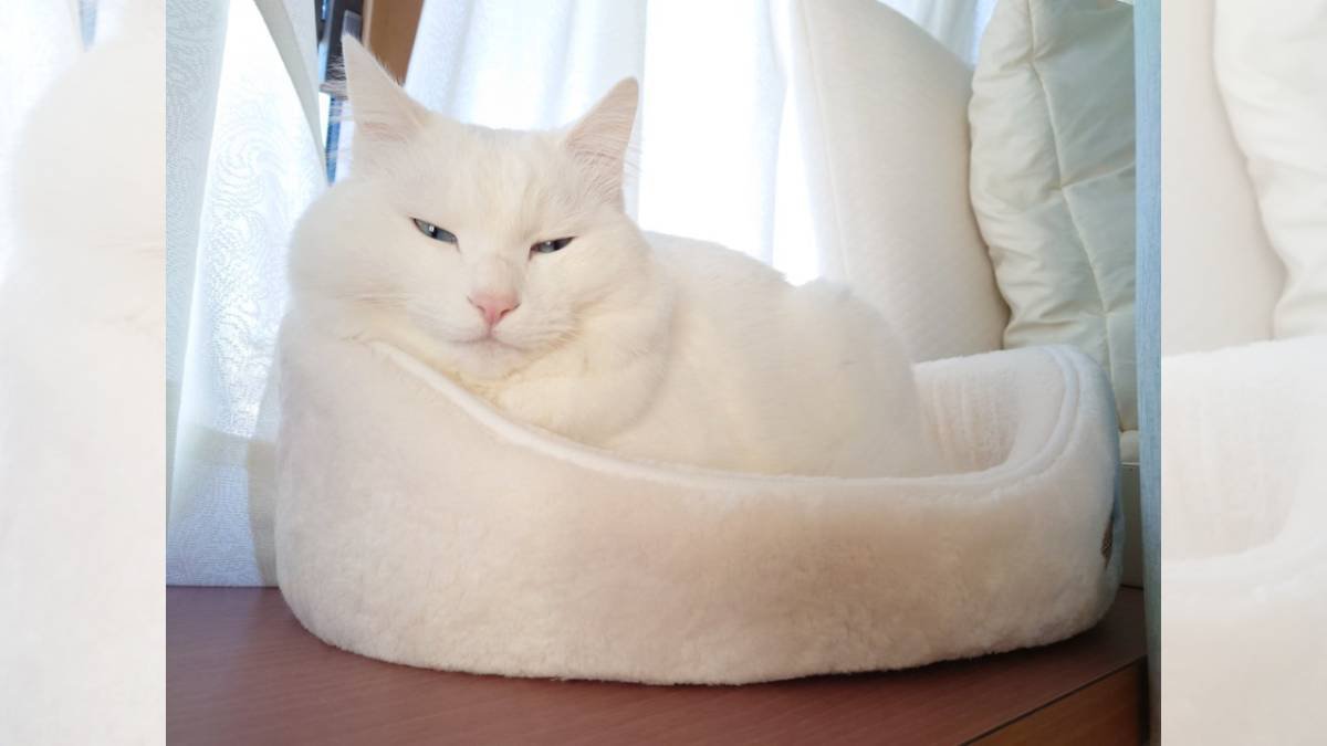 「この猫ベッドを使ってくれるまで１年かかった」1万件のいいね集めた話題の投稿に「あるある」共感の声続々