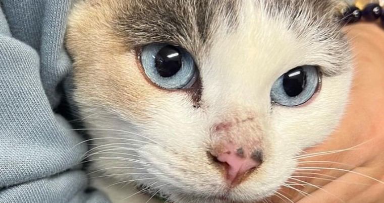 『もしかして迷子？』工業団地で猫を保護した結果…優しさ溢れる光景に涙がでると52万9000再生「助かった命」「とてもいい人」の声