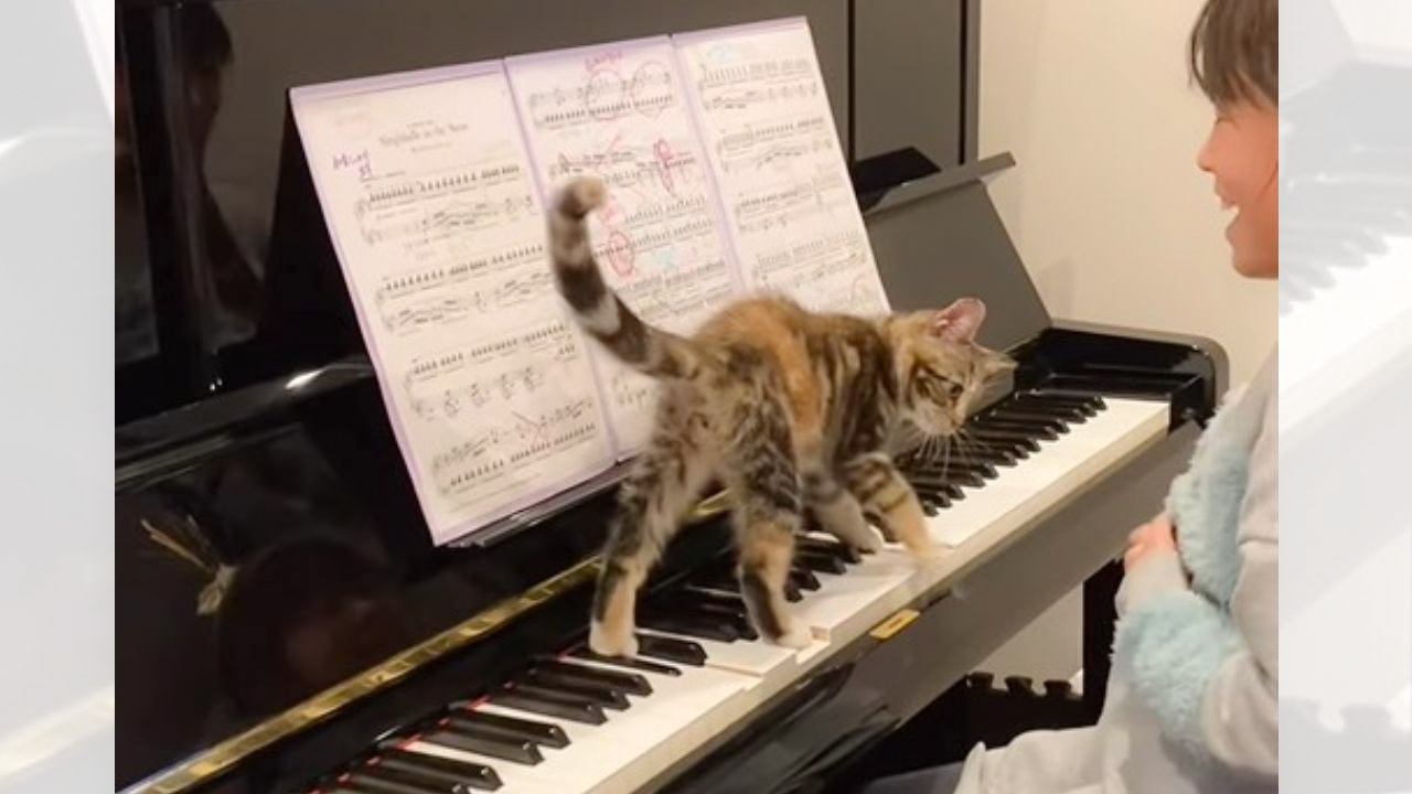 猫がピアノを弾いている女の子に…『熱烈指導』の光景が可愛すぎると54万4000再生「一緒に上手になれそう」「小さなピアニスト」