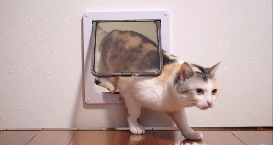 猫ちゃんのキャットドア攻略の瞬間！