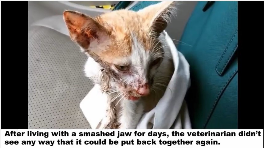 交通事故で顎を骨折した子猫を助けるも、安楽死をすすめられ...