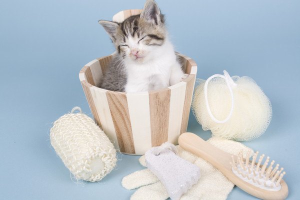 猫のノミをお風呂で落とす！シャンプーの方法やおすすめ商品