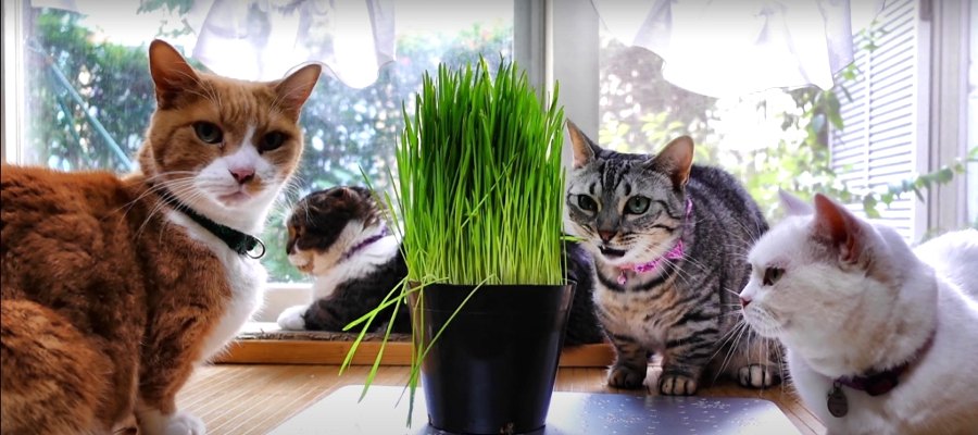 興味津々！猫草に好奇心をくすぐられた猫さんたち