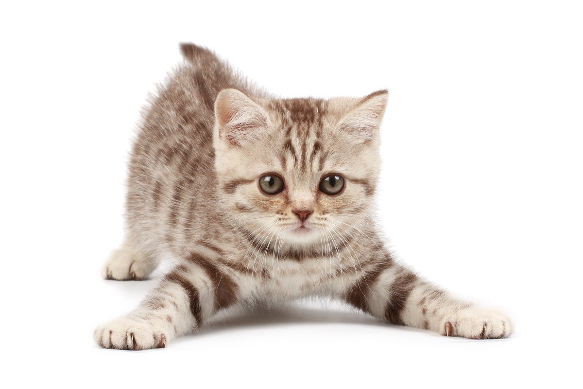 猫が『お尻を上げる』ときの理由3つ！「撫でて」サインですべき上手な撫で方とは？