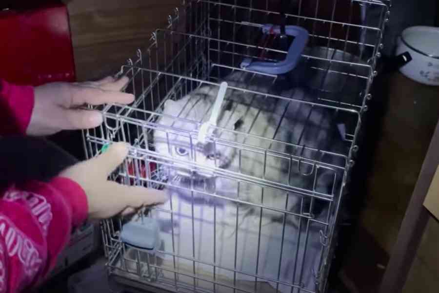 飼い主が服役中で残された猫たち…2匹のアメショを救え！No.1