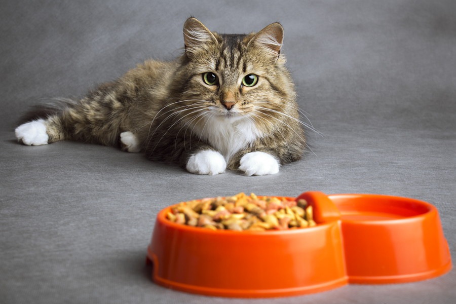 猫にカロリーはどれくらい必要？計算に役立つサイトや餌の量をご紹介