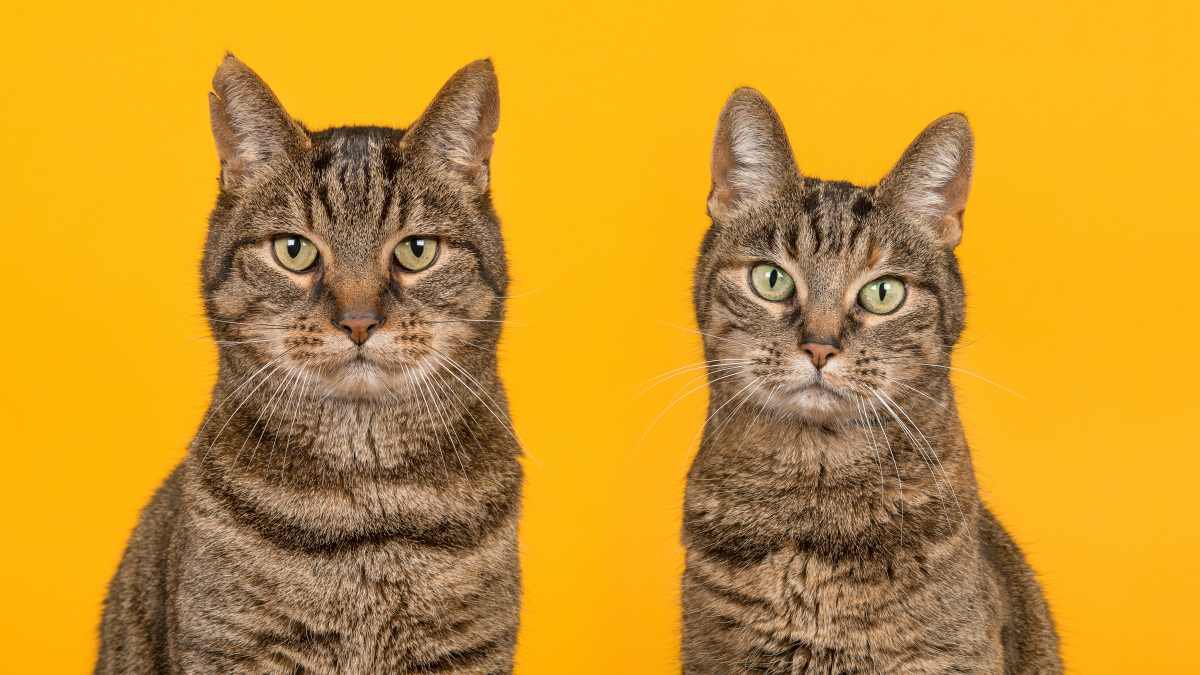 猫の性別を『顔』で見分ける4つの方法　オス・メスそれぞれの特徴とは