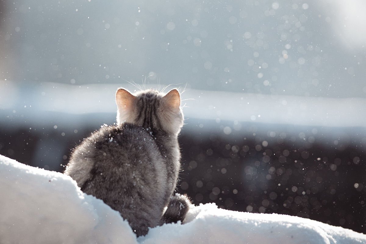 「生きたい！」酷寒の森で助けを求めてきた瀕死の猫　無事保護され回復中　アメリカ