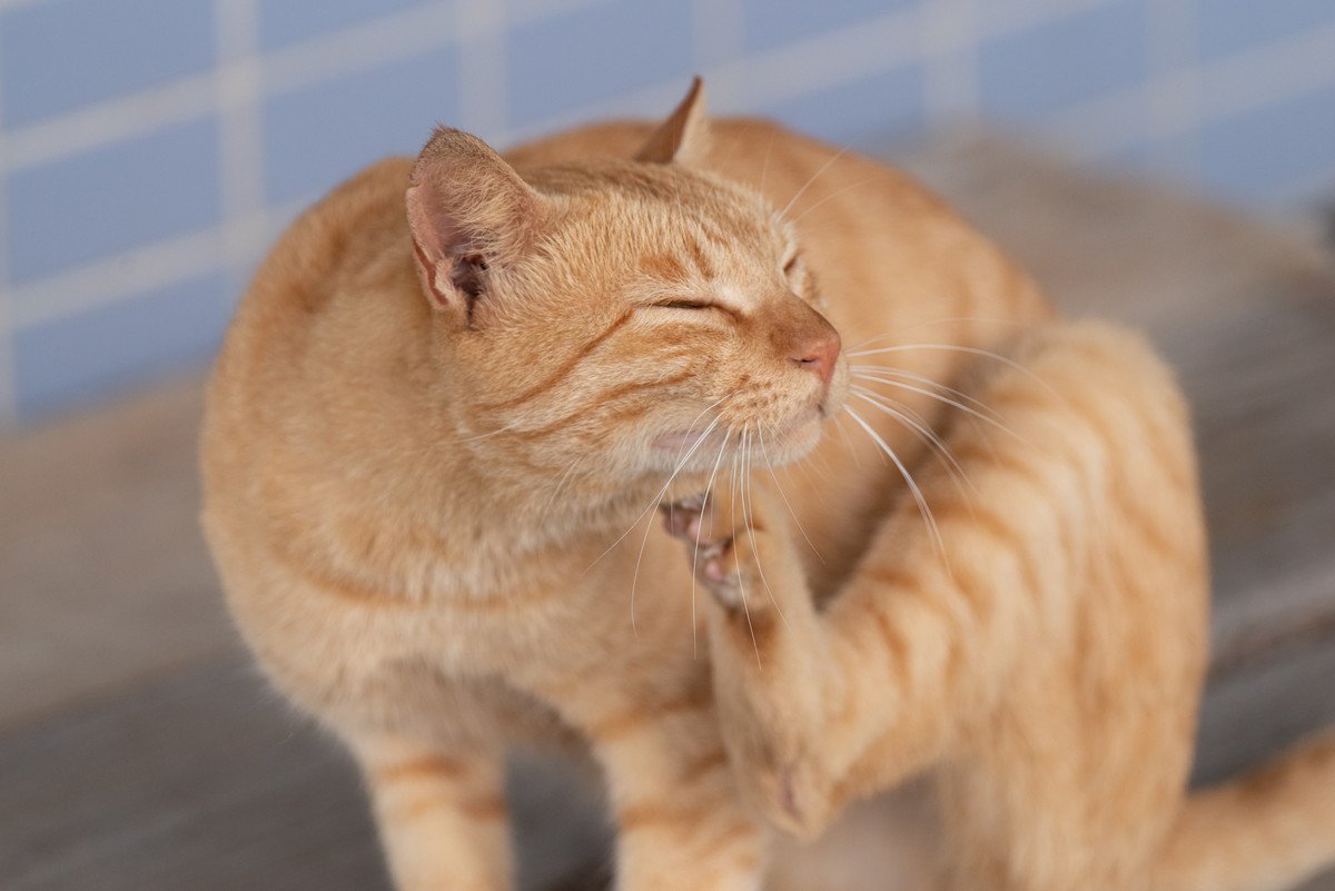 猫が異常に『痒い』と感じている時の仕草5つ