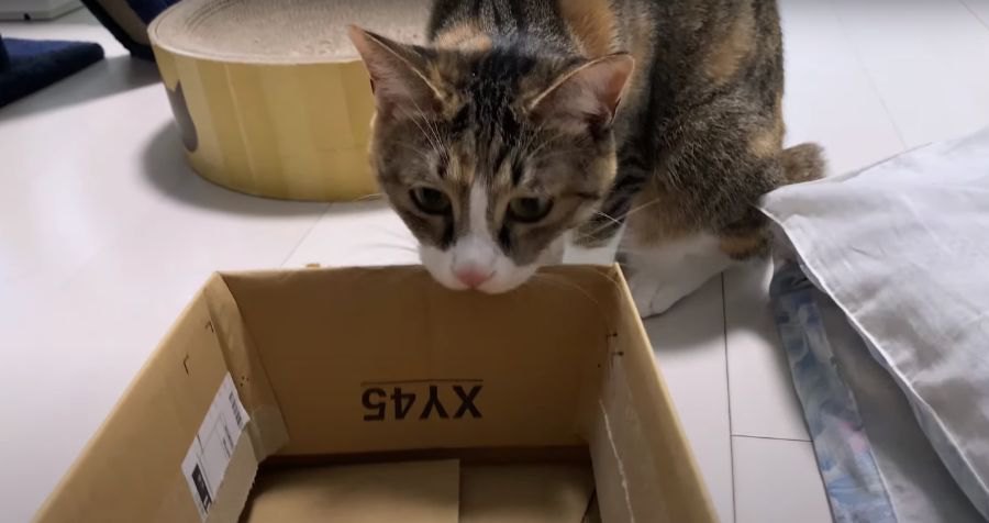 箱に入ってほしかったのに、箱をバリバリかじっちゃう猫さん