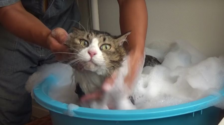 動じない！大きな猫ちゃんのゆったりお風呂タイム♪
