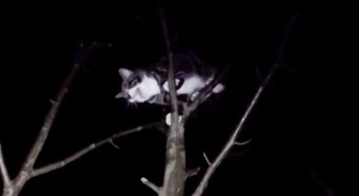 高木のてっぺんで怯える猫を助けて…！とても危険な夜間の救助作業