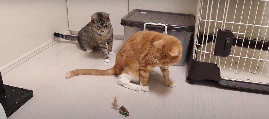 興味津々！新しいネズミのおもちゃで遊ぶ猫ちゃんたちが可愛い♡