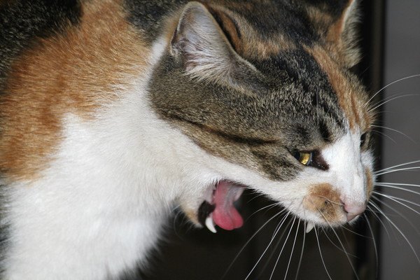 猫の「美味しくニャイ」表現方法５つ