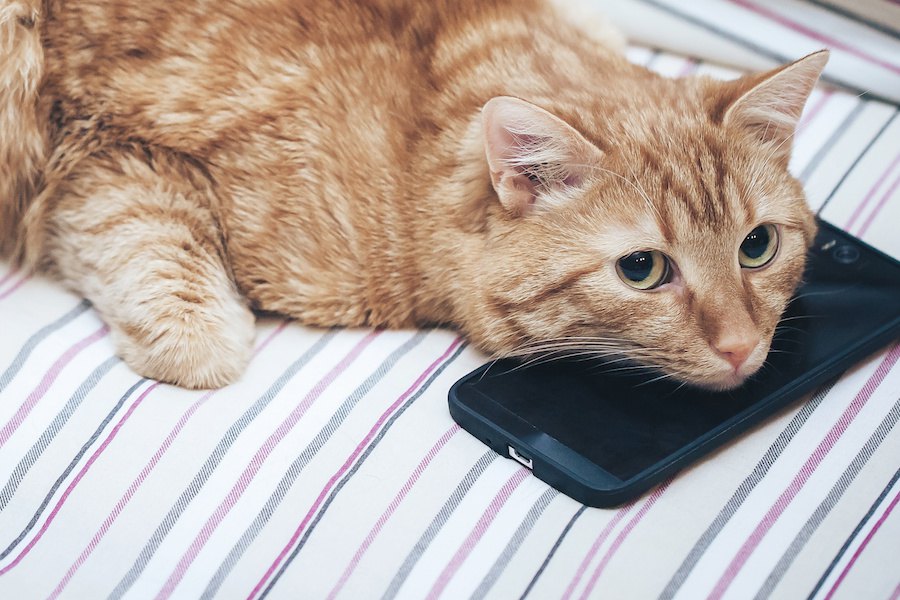 猫の携帯カバーおすすめ４選！iPhone用もAndroid用も紹介
