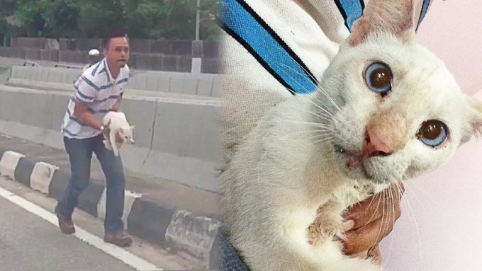 高速道路でうずくまる猫……大家族の一員になり幸せに！