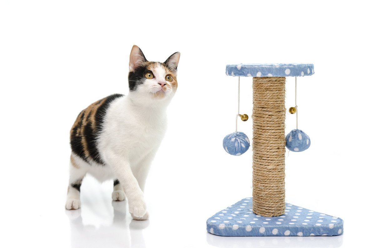 猫に『ひとり遊び』をさせるべき理由4つ｜おすすめのおもちゃもご紹介！