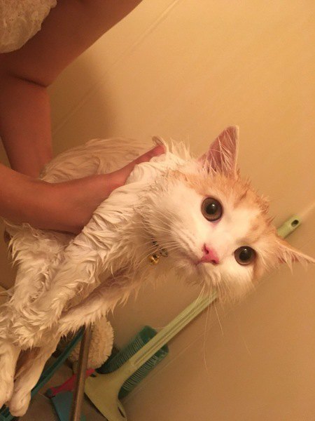 シャンプー後に猫を素早く乾かす方法