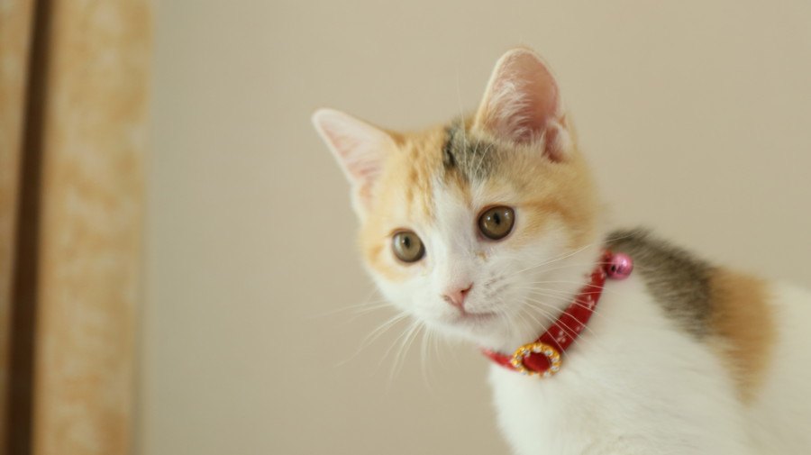 猫につけちゃダメな『首輪』の特徴4つ！危険な事故の予防策とは？