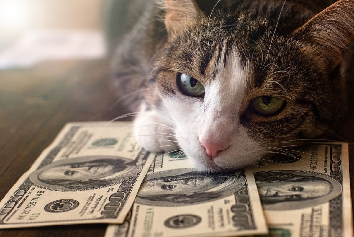 猫との暮らしの『お金事情』を徹底調査！意外な大きい出費とは？